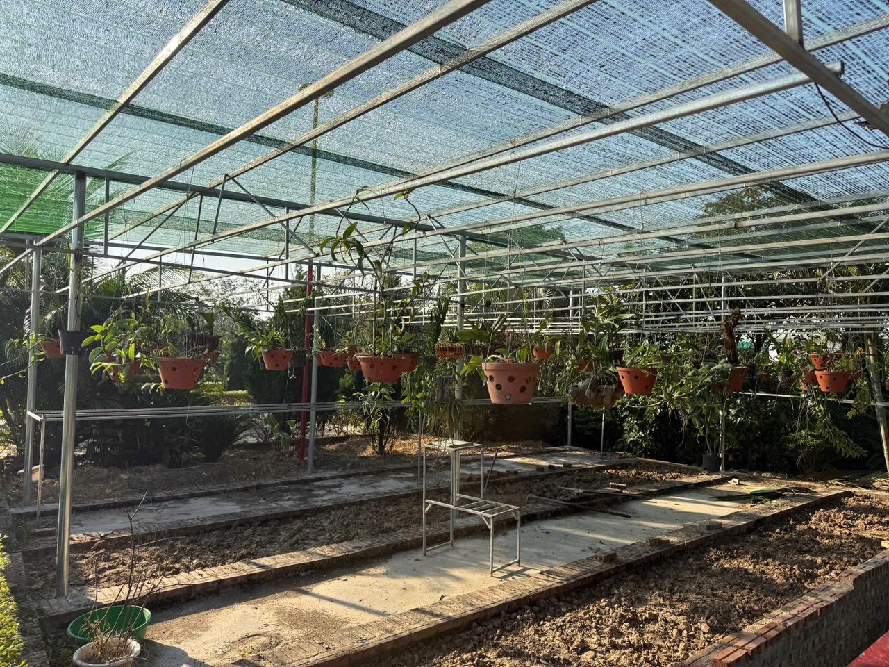 Công ty TNHH Ứng dụng CNC Bình Xuyên nghiên cứu phát triển các giống hoa phong lan thuần chủng tại Việt Nam