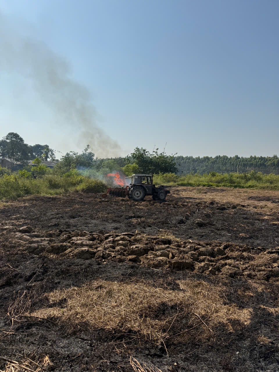 Công ty TNHH Nông Lâm Nghiệp ứng dụng CNC Bình Xuyên triển khai làm đất để phát triển trồng các loại giống cây sung mỹ